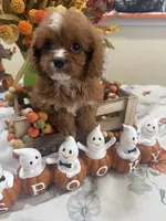 Julie Ann , a female Cavapoo for sale in Perkins, OK – 4 of 10