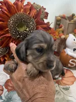 Liberty , a female Miniature Dachshund for sale in Perkins, OK – 3 of 8