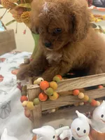 Delta , a female Cavapoo for sale in Perkins, OK – 5 of 8