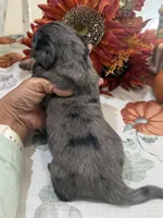 Martha , a female Miniature Dachshund for sale in Perkins, OK – 5 of 10