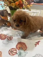 Zion , a male Cavapoo for sale in Perkins, OK – 6 of 9