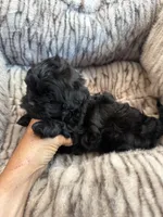 Freddy, a male Shihpoo for sale in Perkins, OK – 3 of 9