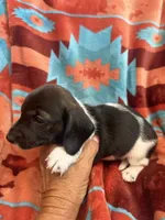 Sammie , a female Miniature Dachshund for sale in Perkins, OK – 5 of 8