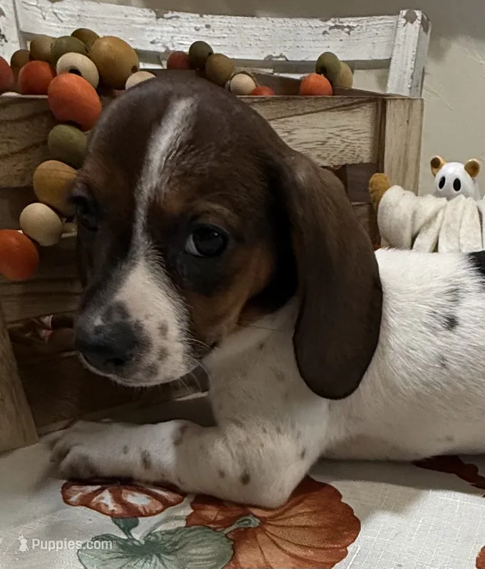Sadie – Miniature Dachshund puppy for sale in Perkins, OK