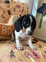 Cory , a male Miniature Dachshund for sale in Perkins, OK – 8 of 8