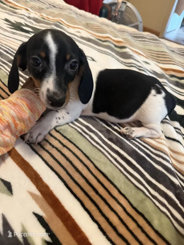 Cory  – Miniature Dachshund puppy for sale in Perkins, OK