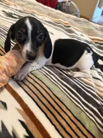 Cory , a male Miniature Dachshund for sale in Perkins, OK – 1 of 8