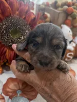 Martha , a female Miniature Dachshund for sale in Perkins, OK – 6 of 10