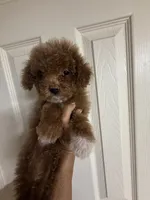 Chloe, a female Poodle - Miniature  for sale in Perkins, OK – 6 of 9