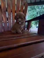 Ricardo, a male Poodle - Miniature  for sale in Perkins, OK – 7 of 9