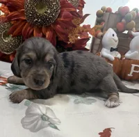 Liberty , a female Miniature Dachshund for sale in Perkins, OK – 2 of 8