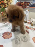 Poppy , a female Cavapoo for sale in Perkins, OK – 2 of 7