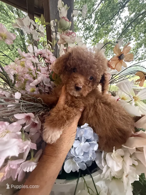 Chloe – Poodle - Miniature  puppy for sale in Perkins, OK