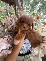 Chloe, a female Poodle - Miniature  for sale in Perkins, OK – 1 of 9
