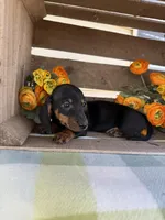 Bentley , a male Miniature Dachshund for sale in Perkins, OK – Photo 5 of 8
