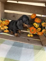 Bentley , a male Miniature Dachshund for sale in Perkins, OK – Photo 8 of 8