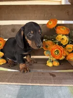 Bentley , a male Miniature Dachshund for sale in Perkins, OK – Photo 7 of 8