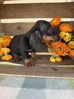 Bentley , a male Miniature Dachshund for sale in Perkins, OK – Photo 2 of 8