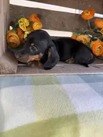 Bentley , a male Miniature Dachshund for sale in Perkins, OK – Photo 4 of 8