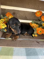 Bentley , a male Miniature Dachshund for sale in Perkins, OK – Photo 6 of 8