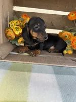Bentley , a male Miniature Dachshund for sale in Perkins, OK – Photo 3 of 8