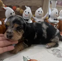 Betsy , a female Miniature Dachshund for sale in Perkins, OK – 10 of 10