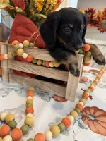 Neil , a male Miniature Dachshund for sale in Perkins, OK – 4 of 10