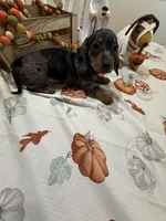 Harry , a male Miniature Dachshund for sale in Perkins, OK – 4 of 10