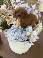 Joey, a male Cavapoo for sale in Perkins, OK – 7 of 7