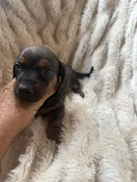 Todd, a male Miniature Dachshund for sale in Perkins, OK – 6 of 7
