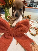 Reba, a female Miniature Dachshund for sale in Perkins, OK – 4 of 10