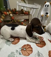 Sadie, a female Miniature Dachshund for sale in Perkins, OK – 5 of 8