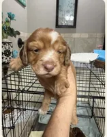 Charlotte, a male Miniature Dachshund for sale in Perkins, OK – 6 of 6