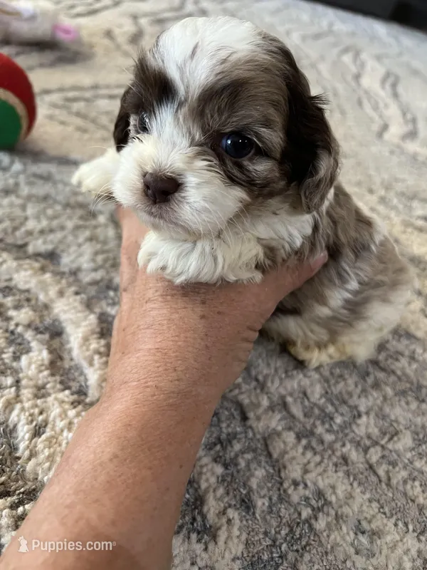 Red, a male Cocker Spaniel and Poodle - Toy  for sale in Perkins, OK – Photo 1 of 6