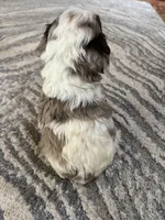 Red, a male Cocker Spaniel and Poodle - Toy  for sale in Perkins, OK – Photo 4 of 6
