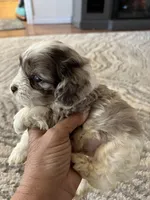 Red, a male Cocker Spaniel and Poodle - Toy  for sale in Perkins, OK – Photo 5 of 6