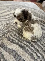 Red, a male Cocker Spaniel and Poodle - Toy  for sale in Perkins, OK – Photo 2 of 6