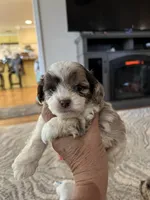 Red, a male Cocker Spaniel and Poodle - Toy  for sale in Perkins, OK – Photo 3 of 6