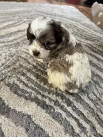 Red, a male Cocker Spaniel and Poodle - Toy  for sale in Perkins, OK – Photo 6 of 6