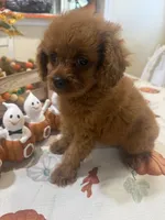 Ruthie , a female Cavapoo for sale in Perkins, OK – 3 of 10