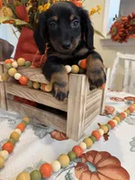 Neil , a male Miniature Dachshund for sale in Perkins, OK – 6 of 10
