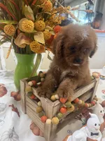 Delta , a female Cavapoo for sale in Perkins, OK – 4 of 8