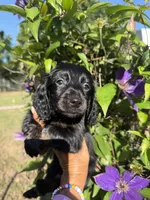 Sandy, a female Miniature Dachshund for sale in Perkins, OK – Photo 2 of 7