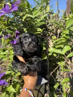 Sandy, a female Miniature Dachshund for sale in Perkins, OK – Photo 3 of 7