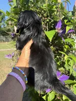 Sandy, a female Miniature Dachshund for sale in Perkins, OK – Photo 7 of 7