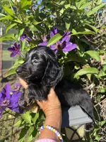 Sandy, a female Miniature Dachshund for sale in Perkins, OK – Photo 5 of 7