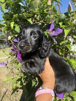 Sandy, a female Miniature Dachshund for sale in Perkins, OK – Photo 6 of 7