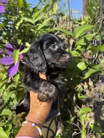 Sandy, a female Miniature Dachshund for sale in Perkins, OK – Photo 4 of 7