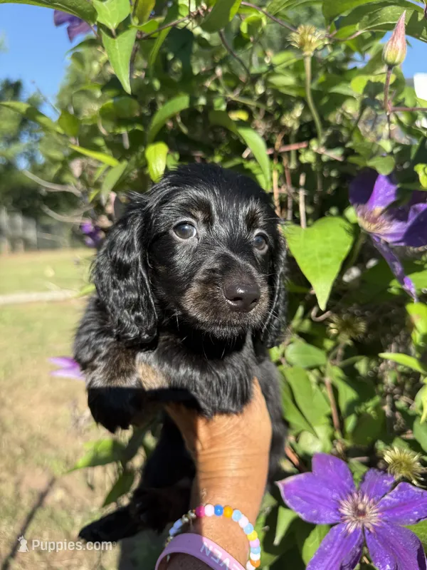 Sandy, a female Miniature Dachshund for sale in Perkins, OK – Photo 1 of 7