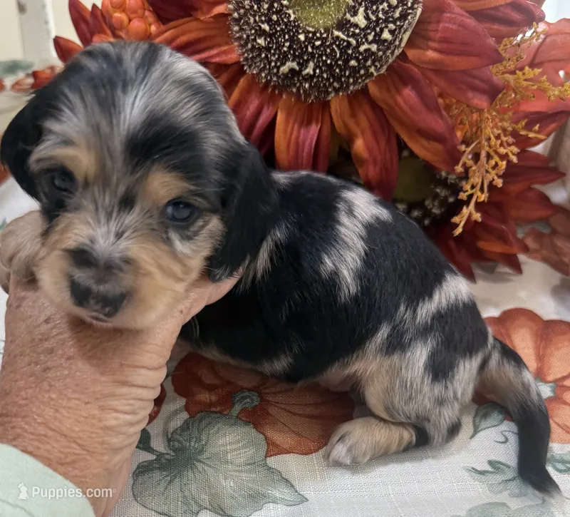 Betsy  – Miniature Dachshund puppy for sale in Perkins, OK
